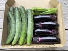 朝採れ夏野菜 おまかせミニセット｜宅急便コンパクト｜岩手県産のサムネイル