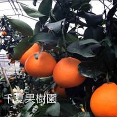 専用です。のサムネイル