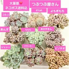 ④9苗大量苗❣️あかずきん❣️ジェシー❣️コルリ❣️つぶつぶ屋さん