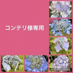 コンテリ様専用　8品種　ポットごと　山アジサイ　紫陽花　ヤマアジサイのサムネイル