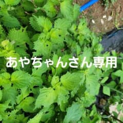 大葉のサムネイル