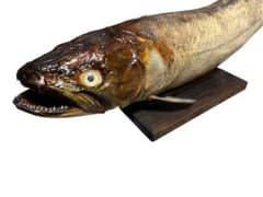 幻の魚 大型 94cm イトウ 剥製 標本 幻の魚 大型 94cm イトウ 剥製 標本 - メルカリ