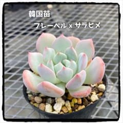 多肉植物エケベリア 韓国苗 フレーベルxサラヒメ 抜き苗のサムネイル