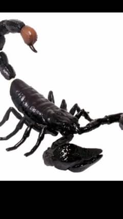 こしあん様専用☆ 危険生物大百科　あぶない来訪者　サソリのサムネイル