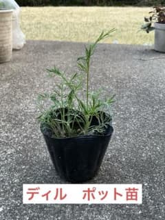 ディルの苗 黒ポット入りのサムネイル