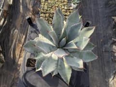 大株 実生 アガベ グアダラハラナ - メルカリ