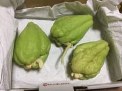 ☆☆緑のハヤトウリ（種よう３個）ゆうパケットプラスのサムネイル