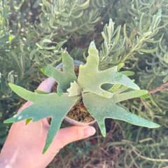 P.willinckii OMG spore 4318 - メルカリ