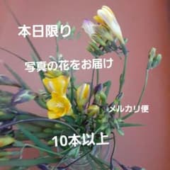 프리지아의 꽃 10개 이상 오늘 한정
