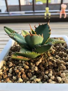 【AKI様専用】アガベ チタノタ No.1錦【多肉植物】のサムネイル