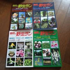 自然と野生ラン 2013年 1月号 2月号 3月号 4月号 4冊セットのサムネイル