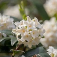 沈丁花 挿し穂のサムネイル