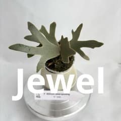 メルカリ便】P. willinckii Jewel Sporeling【06】 - メルカリ