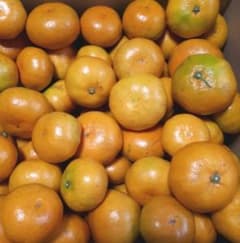 本日発送!!　完全無農薬みかん　愛媛県産箱込み4.8kgのサムネイル