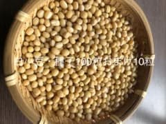 白小豆・種子100粒＋おまけ10粒のサムネイル