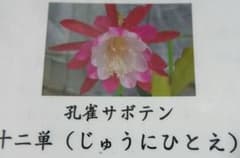 孔雀サボテン　十二単 鉢ことメルカリ便発送 孔雀サボテン 十二単 鉢ことメルカリ便発送 - メルカリ