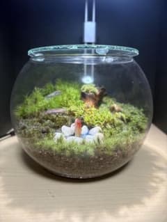 苔テラリウム球形ガラス容器 鯉が潜む森のサムネイル