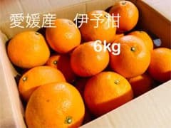 愛媛産　伊予柑　 サイズ混合　6kg（箱含む）のサムネイル