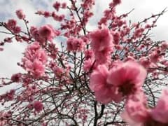 八重桃の花の苗木のサムネイル