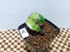 斑入り カンアオイ タマノカンアオイ 小町錦(こまちにしき) - メルカリ