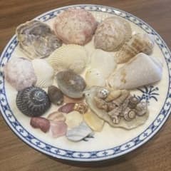 天然貝殻詰め合わせ ハンドメイド素材のサムネイル