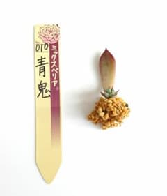 多肉植物 青鬼 葉挿し おらいさん苗 ミックスベリア 発根多め 札なし 匿名配送のサムネイル