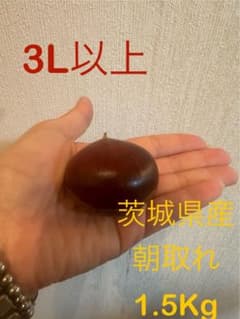 茨城産　朝取れ生栗　無農薬　3L 1.5Kgのサムネイル