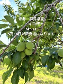 青梅　9キロ　群馬県産 青梅 9キロ 群馬県産 - メルカリ