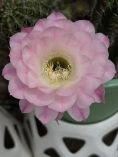 多肉植物　花サボテン　3番　(カキコ) 多肉植物 花サボテン 実生苗のカキコ - メルカリ
