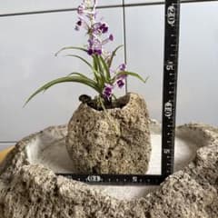軽石　鉢のサムネイル