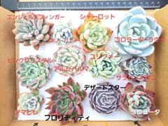 多肉植物(24) カット苗 名前あり 寄せ植え 多肉弁当のサムネイル