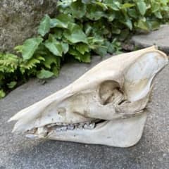 イノシシ頭蓋骨 上下顎揃！ 小さい背骨付き - メルカリ