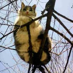 やらちゃん様専用のサムネイル