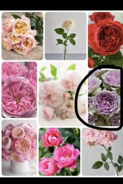 青い紫花　元気なコフレバラ苗のサムネイル