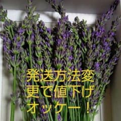 きょーこ☆さんせんようラベンダー150本のサムネイル