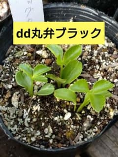 3苗✨dd✨丸弁ブラック✨赤ちゃん苗✨クリスマスローズ　匿名配送 3苗✨dd✨丸弁ブラック✨赤ちゃん苗✨クリスマスローズ 匿名配送