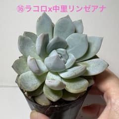 ⑯ラコロx中里リンゼアナ☆サボテン相談室 - メルカリ