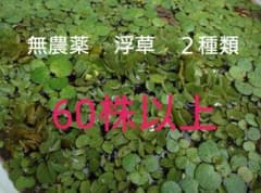 無農薬　水草　浮草　２種類のサムネイル