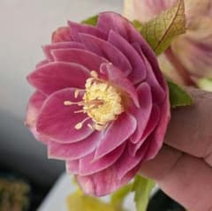 広瀬園芸】クリスマスローズ株分け オーレア系ホワイトエッジdd - メルカリ