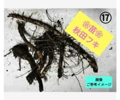１７　秋田フキ　地下茎　◤苗◢　青森県産　ふき　蕗のサムネイル