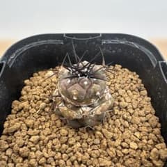 コピアポア 黒王丸Copiapoa cinerea 鏡餅風　実生 コピアポア 黒王丸Copiapoa cinerea 鏡餅風 実生 - メルカリ