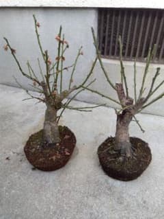 梅 盆栽 7号鉢つき 極太❗ ひ - メルカリ