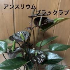 超希少‼️アンスリウム♡ブラックラブ♡5号♡お鉢ごとメルカリ便