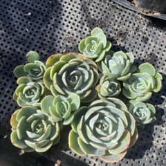 多肉植物　カット苗　七福神　11このサムネイル