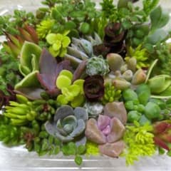 多肉植物カット苗のサムネイル