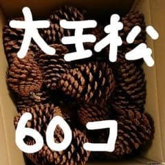 Thumbnail of 大王松 松ぼっくり 60個＋おまけ