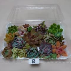 多肉植物 寄せ植え用カット苗 20種のサムネイル