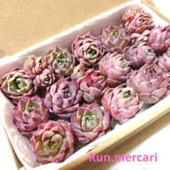 多肉植物〈カット苗〉☆リトルコンチ☆増やしたい方へ♥ - メルカリ