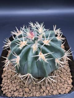 綾波 モンスト x2 （実生） #215 綾波モンスト 実生 綾波 サボテン【着払い・鉢ごと】 - メルカリ