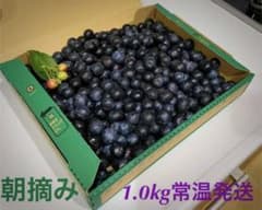 ブルーベリー1.0kg 【8/13朝摘み予定 】　即日発送 完全無農薬　愛媛県産のサムネイル